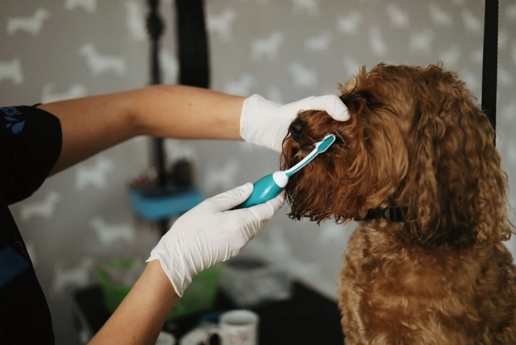 Services - Teeth Cleaning